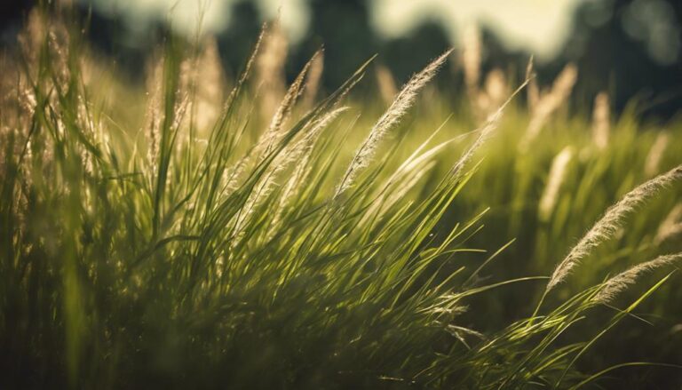 distinguishing lawn weed types