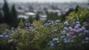remove periwinkle from garden