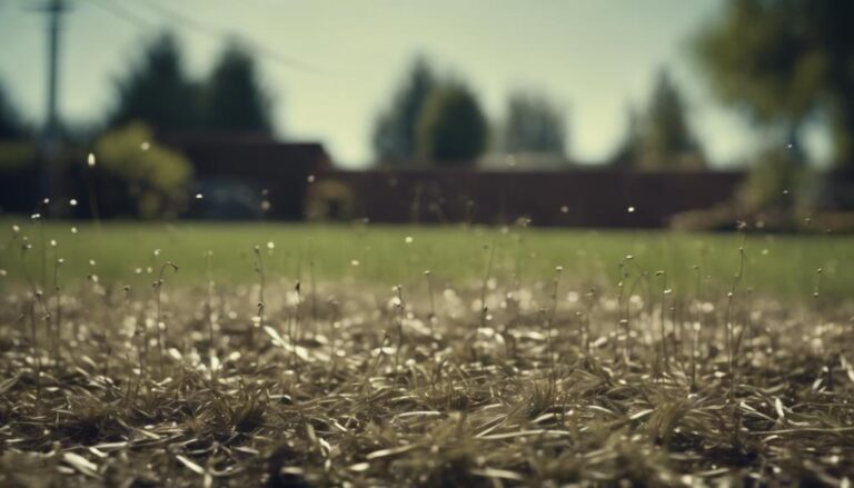 sowing lawn grass seed